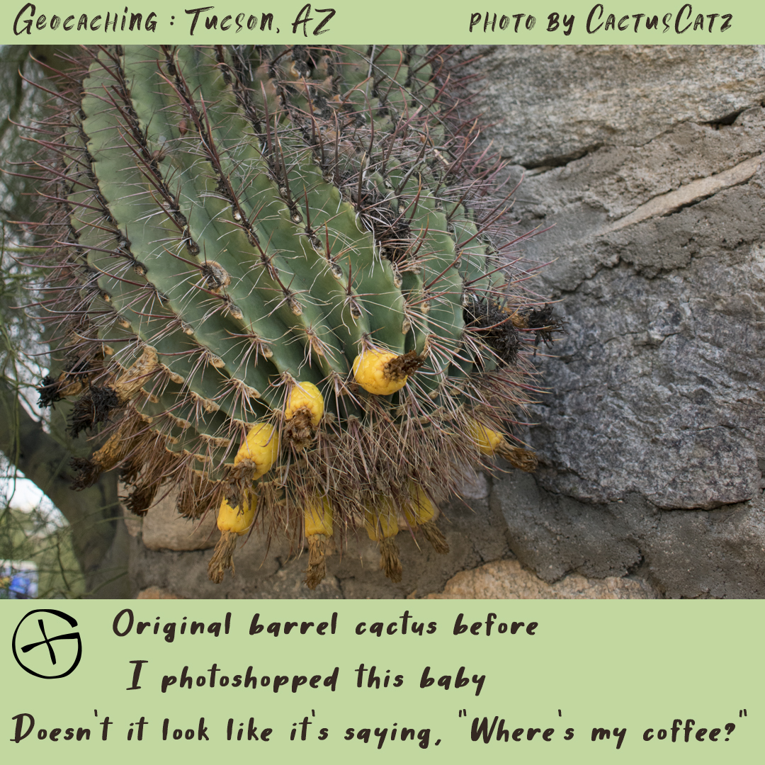 Geocaching in Tucson : schlumping cactus laying down on the job